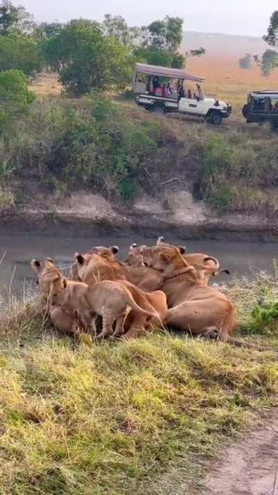 Fig Tree Pride now has 5 cubs left after mzee killed one. Please pray for them 🙏💔