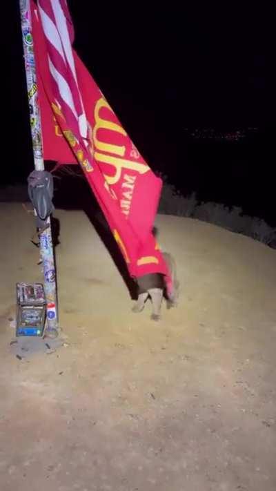 Mountain biker meets lion cubs