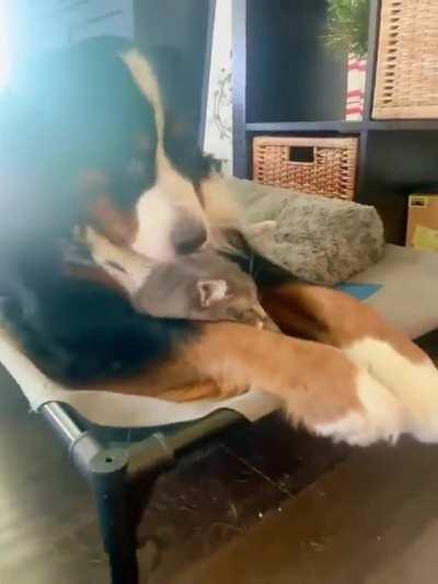 When the cat is missing…