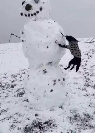 This dog has snow idea what he’s doing