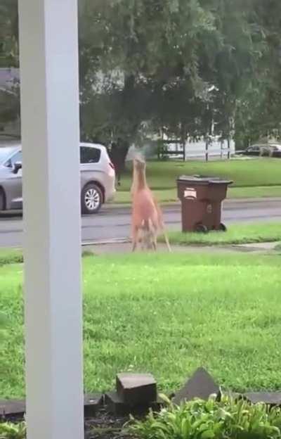 Canadian Gang Violence