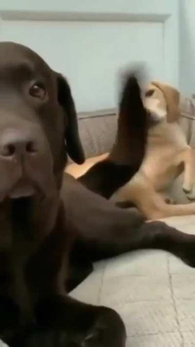 A tail of two doggos