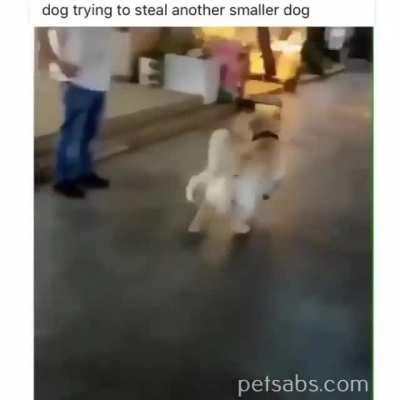 I want to take puppy with me..