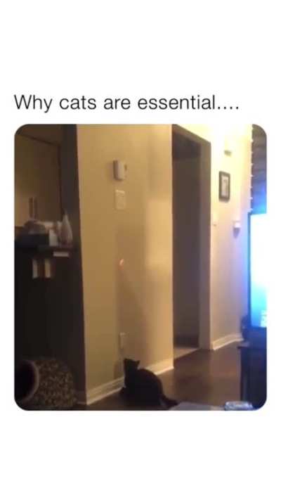 Can your cat do this?