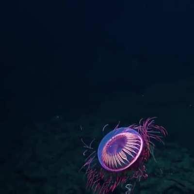 Underwater contact lense