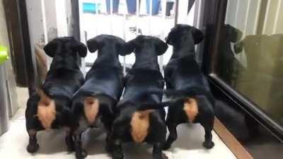 I love these guys! Little wiggle butts!