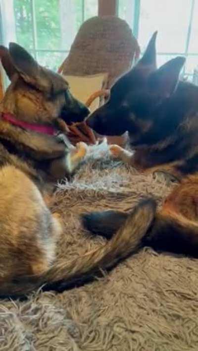 Birdie and Goose love