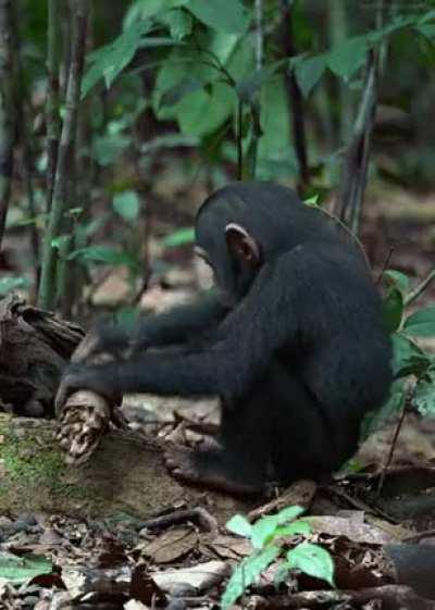 Monkey trying to break a stick [L]