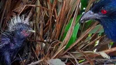 Nature is cute. [Greater Coucal feeds its beautiful offspring and then takes its shit, in the mouth]
