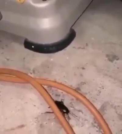 NOOO MI PANA DJ CUCARACHA QUE TE HICIERON 🤬😭