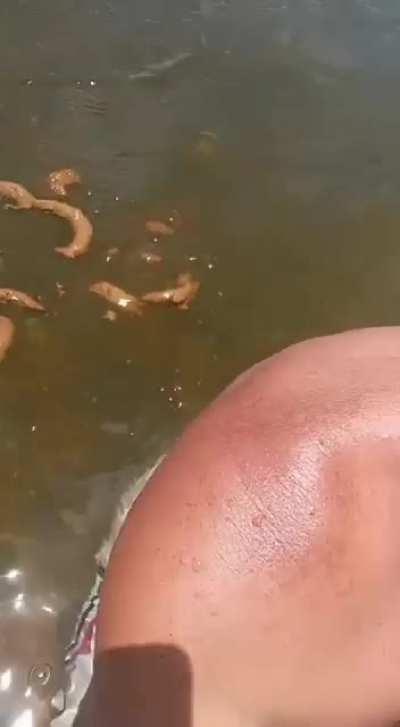 literalmente shitpost