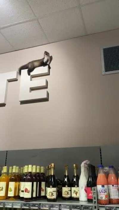 Look! A cute little marten got lost in the supermarket! Oh...