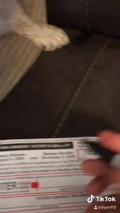 Dogs votes matter too! 🗳