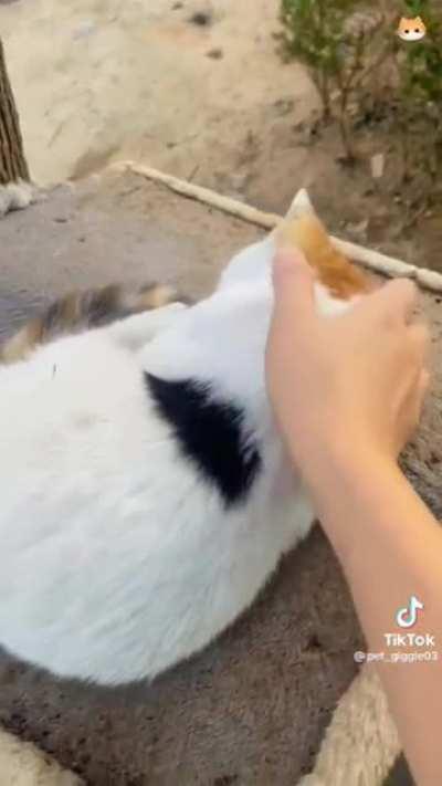 My cat people need me