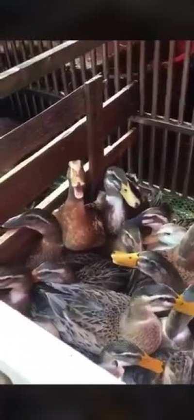 Domingo de patas malevolas