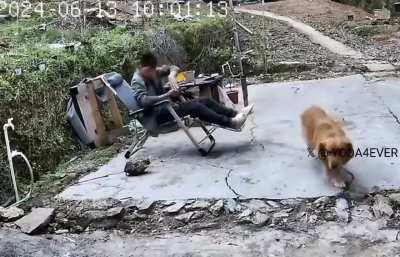 Good boy bring a surprise gift for it's owner