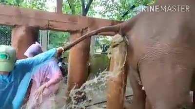 A veterinarian helps a constipated elephant