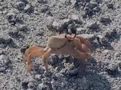 🔥 A crab that cuts off one of its arms.