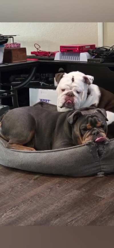 Insta generated this cute lil vid of Mochi and Bao. ❤️ I'm traveling away from home right now so was just what I needed.