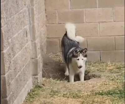Two dogs digging a hole got busted by the owner.