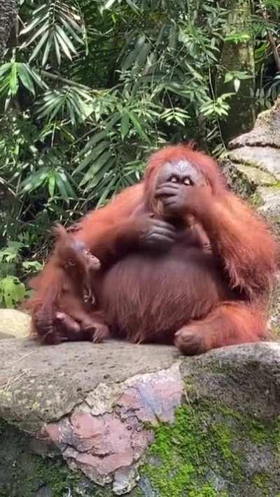 An Orangutan trying on a sun-glass fell on its enclosure