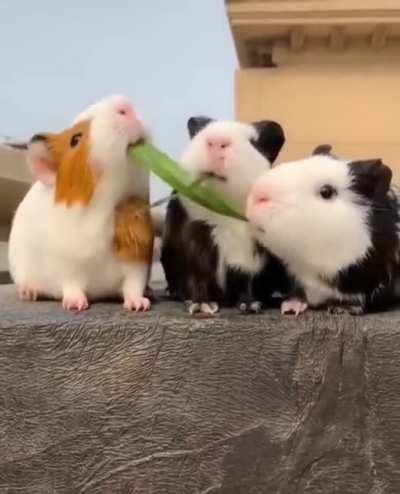 the middle one is so clever