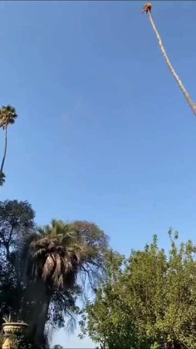 HMRB while I top this palm tree