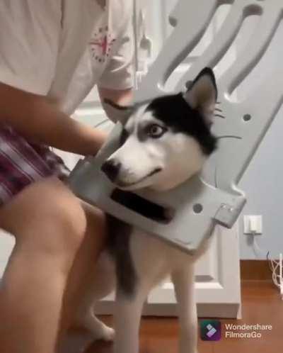 Husky carefully inserted into plastic fence