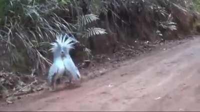 The Kagu, an almost extinct bird, meets its own kind.. Sound on 🔊