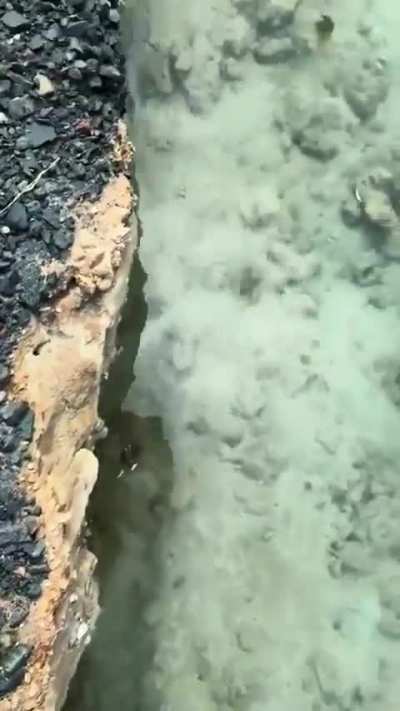 A sea dragon 