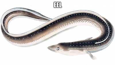 EEL