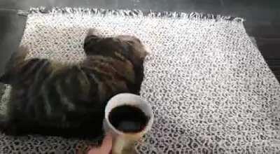 Tried giving our cat a smell of my coffee. She's not a fan.