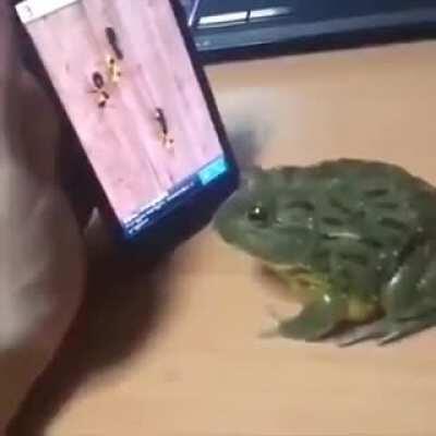 Frog playing a game.