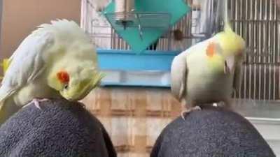 I SAID KEEP SCRITCHING