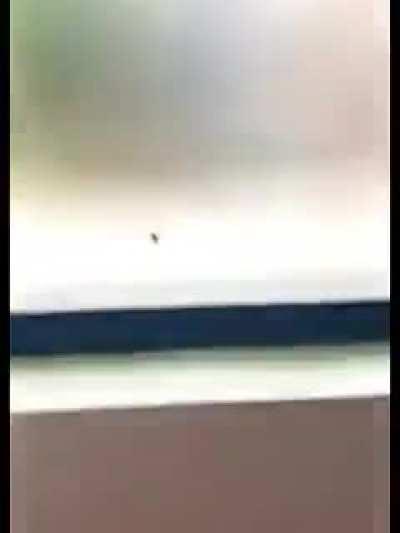 A dona aranha subiu pela parede......