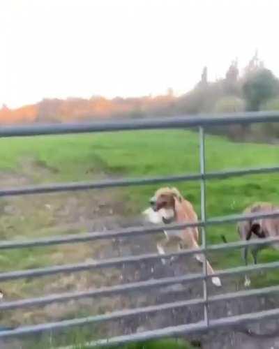 HMK while I show them how it’s done.