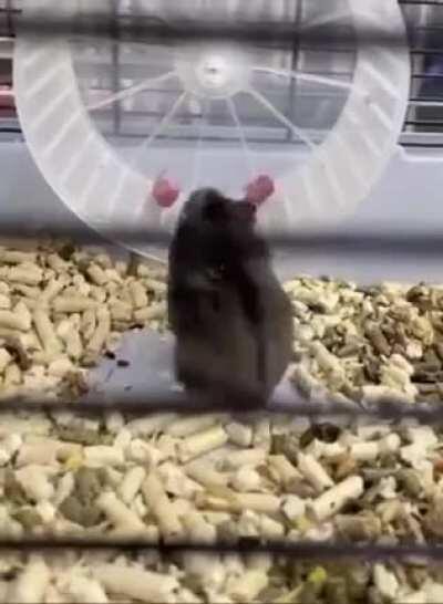 A mother showing her newborn how to run