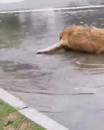 What kind of fish is this?