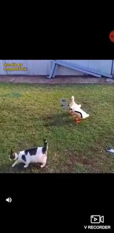 Stealth Photography {from the quackarazzi archives..}