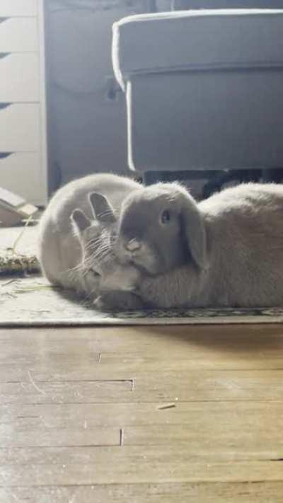 Thumper (Netherland dwarf) gets denied for head grooms 🥺 anyone else have bonded pairs that only one gets groomed? I know Sheila (Holland lop) is the dominant one in the relationship but I feel bad that she almost always ignores Thumper’s requests and goe