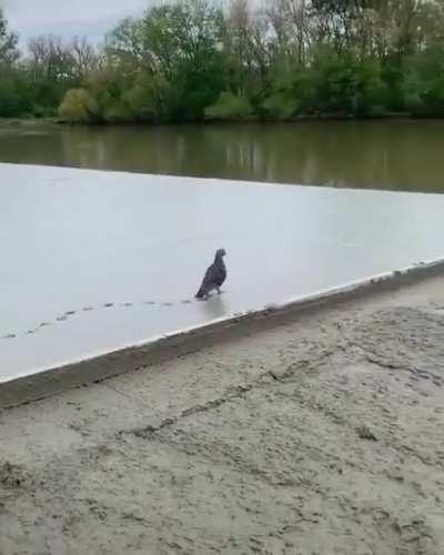 In this case it's helping the worker not the bird on screen