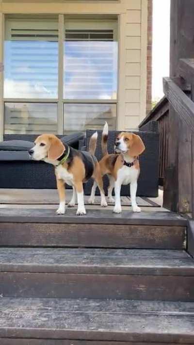 Backyard patrol…it’s serious business