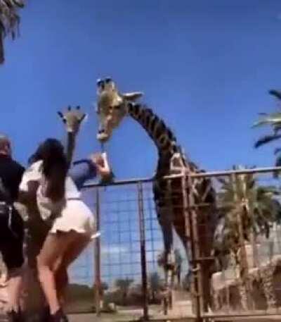 To be honest though, that does look fun!