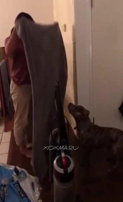 What could go wrong trying to pull a prank in a dog?