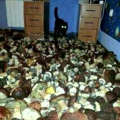 when truffle buys a cat license