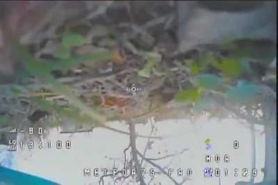 A Cat taking down a FPV Drone