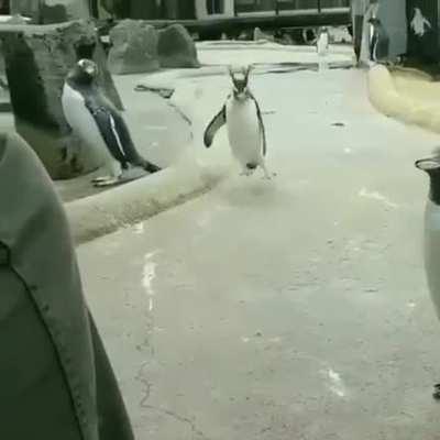 That one wild friend 🐧😂😂😂