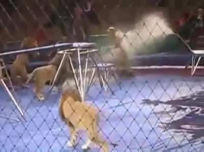 7 lions get fed up with the circus act and decide to just get fed. Full story in comments.