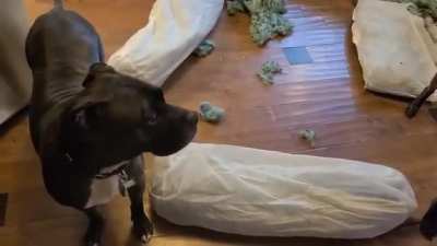 Someone ripped up their dog bed cushions while I put the bed cover on to wash.