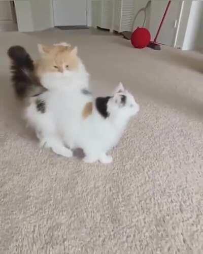 Thanks, I love copycats